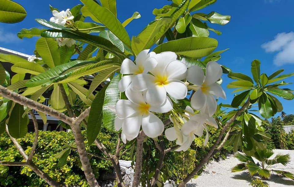 Pension Tiputa Lodge Rangiroa Экстерьер фото
